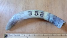Cow Horn - Used