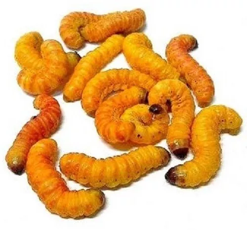 Live Butter Worms Alive Trout Fishing Bait - Living Fish & Pet Food Butterworms - Picture 1 of 3