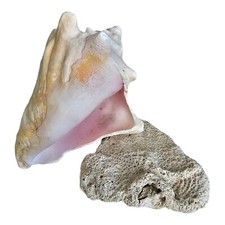 Natural Conch Shell And Coral Nautical Decor Fish Tank Beach House