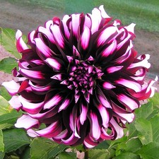 Dahlia Tartan 3 Tuber Clumps - Summer to Fall Dark