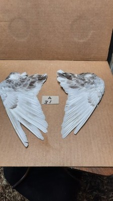 Pair Pigeon Wing Feathers Fly Tying Crafts Taxidermy Natural Causes A31