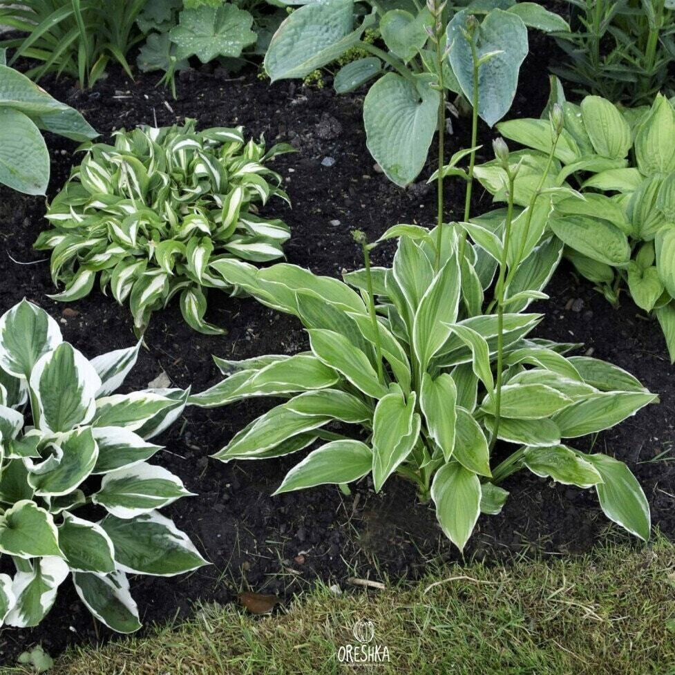 Hosta mix of 4 colors 15 PCS fresh seeds, Hosta mix seeds, Hostas ...
