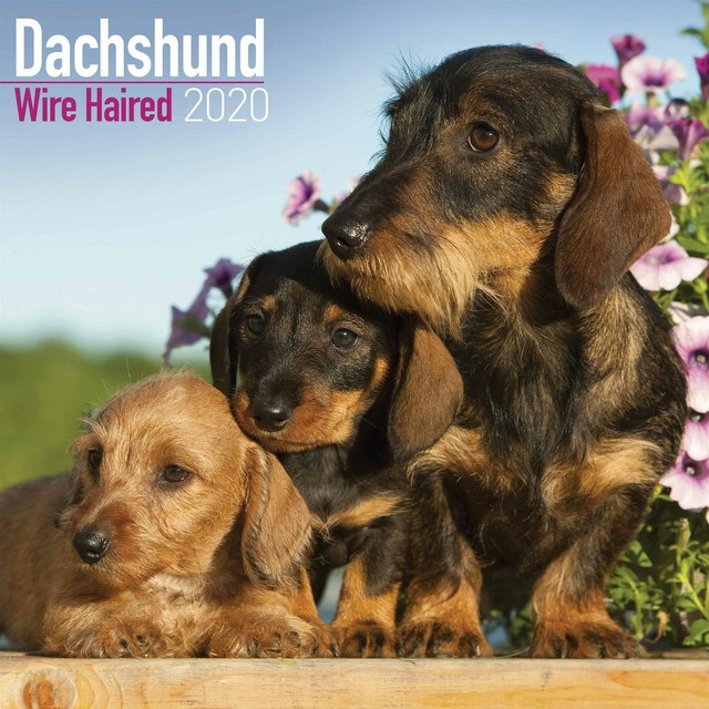 wire dachshund for sale
