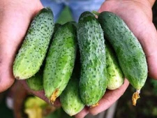 Cucumber seeds Isid F1,  0,3 g Cucumber, organic rare seeds-417