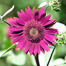 50 Purple Sunflower Seeds for Planting - Non-GMO Heirloom Garden