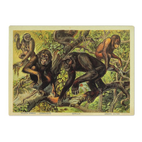 Vintage Monkeys Chopping Board Glass Textured Cutting Worktop Saver Kitchen - Picture 2 of 6