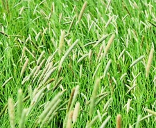 Climax Timothy Grass Seeds for Planting - Cover Crop, Hay Grass, Deer, Wildlife 