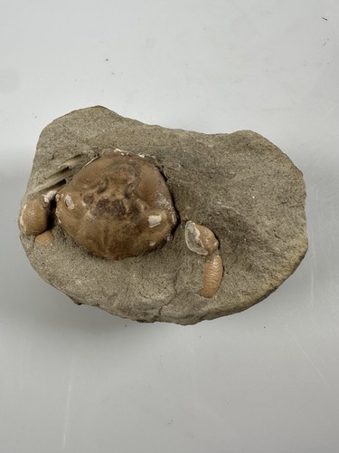 Rare Fossilized Fossil Crab - Picture 4 of 4