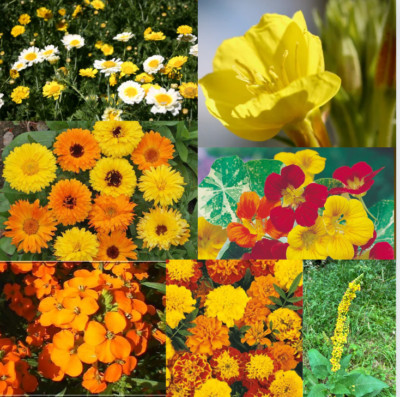 Orange Wildblumen Samen Mischung Blumen für Gartenarbeit und Behälter Mischung aus 8 gelb