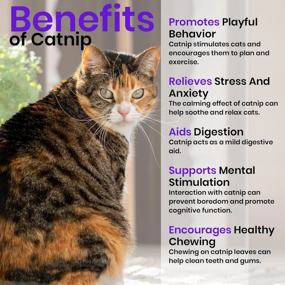 Cat Grass & Catnip Seeds 3-Pack Oat Barley Indoor Kit Hierba Gatos - Image 3 of 4