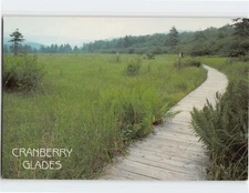 Postcard Cranberry Glades West Virginia USA