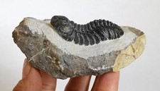 Autentico trilobit Drotop da 5,5 cm dal Marocco - bellissimo e impressionante raro trilobit