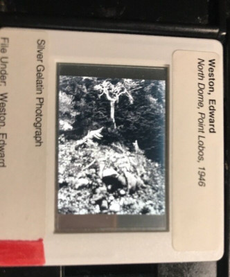 Edward Weston  North Dome Point Lobos  American Photography 35mm Art Slide