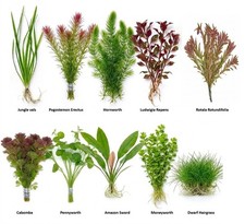 40 Stems 10 species Beginner Live Aquarium Plants Bundle Live Aquarium Plants