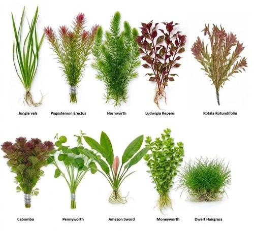 40+ Stems (10 species) Beginner Live Aquarium Plants Bundle Live Aquarium Plants