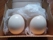 2 Blank Ostrich Egg Shells for Crafts, Carvin...