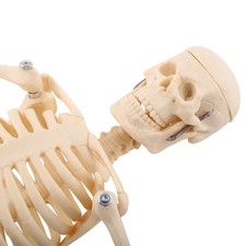 1pc Human Skeleton Anatomical Model Anatomical Teaching Tool With BL