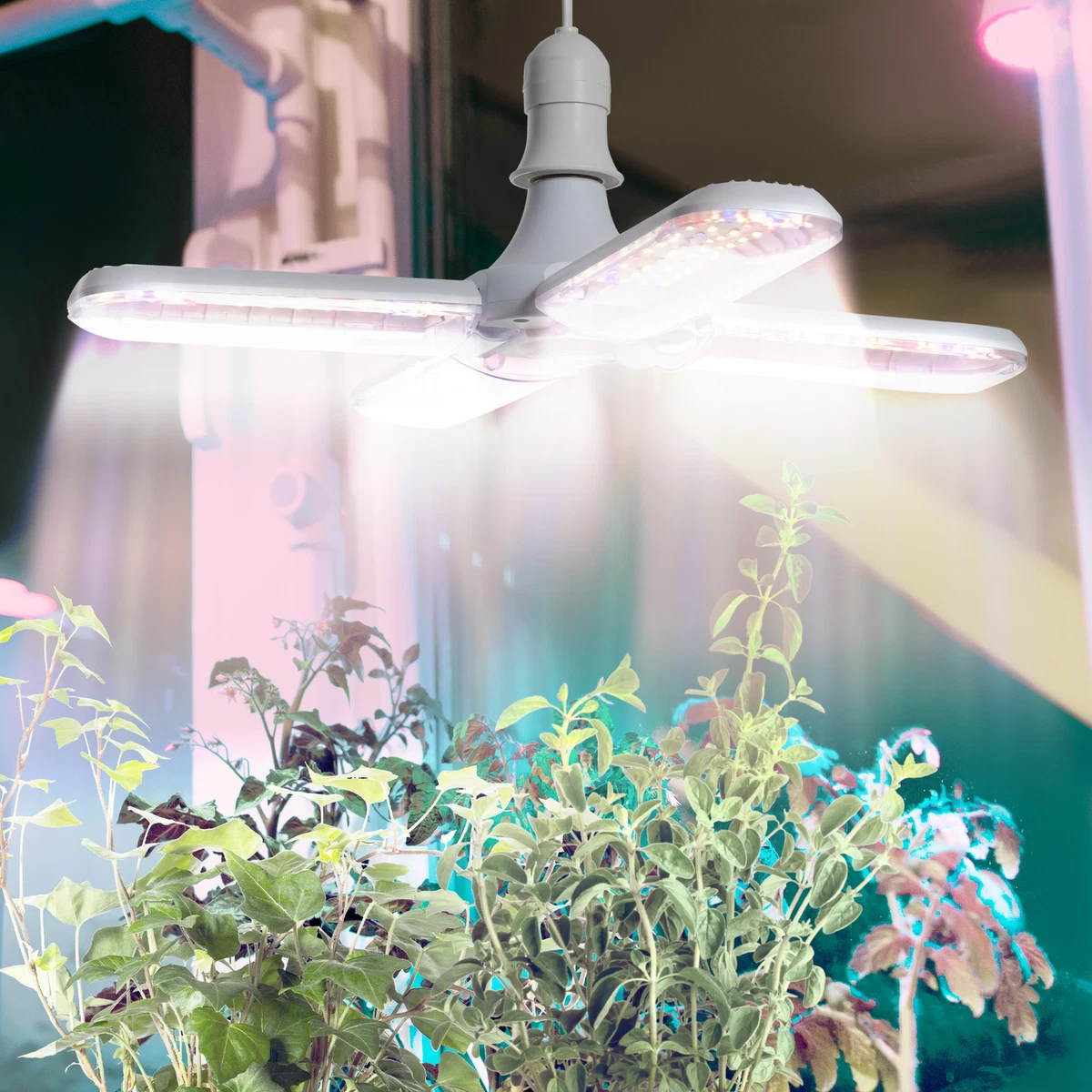 Grow light bulbs for indoor cheap plants