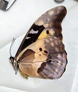 Morpho Helena | eBay
