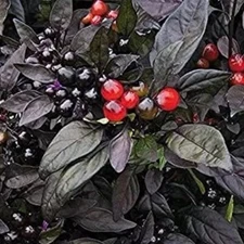 25 seeds Black Pearl heirloom Hot pepper RARE heirloom BEAUTIFUL BLACK LEAVES