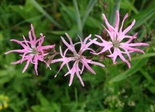 Lychnis flos-cuculi, ragged robin 9cm pot- Lot of 3 plants