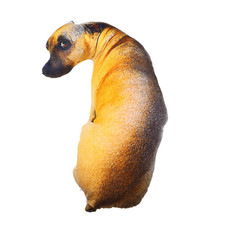 Toyvian 1Pc 3D Dog Throw Pillow 3D Simulation Plush Stuffed Animal Cushion