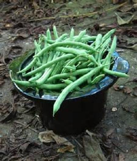 Blue Lake Bush Snap Bean Seeds, Heirloom Seeds - NON GMO, A kitchen favorite.