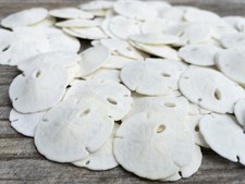 Real Sand Dollars Under 1" 100 Pack Sand Dollar Wall Art Ornament Set ...