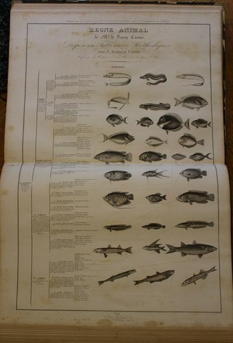 CUVIER ; COMTE (Achille), Règne animal , 90 planches grand format 1832 - Picture 11 of 12
