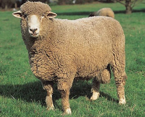 Corriedale Top (Dyed Ruby) 100g Wool Roving Spinning Fibre Felting Weaving  Red - Picture 2 of 2