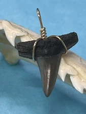SHARK TOOTH PENDANT..7/8 Inch Fossilized LEMON Shark Tooth From Bone Valley Fl 