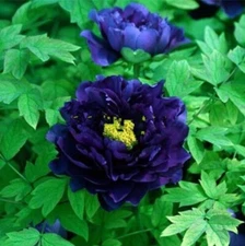 20 SEEDS for Blue Purple PEONIES rare blossom flowering exotic plant USA Seller