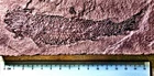 Fine, very  complete 14.5cm Osteolepis macrolepidotus; Devonian, Orkney, UK