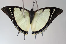 N18466. Unmounted butterflies: Polyura sp. North Vietnam. Yen Bai