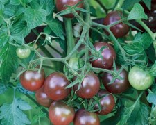 25 GRAINES DE TOMATE BLACK CHERRY