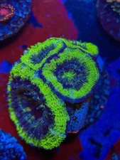 TNTcoral Acid Drop Acan 2-3 Polyp 3/4”-Frag-Live Coral-Reef-WYSIWYG-LPS-SPS-ZOA
