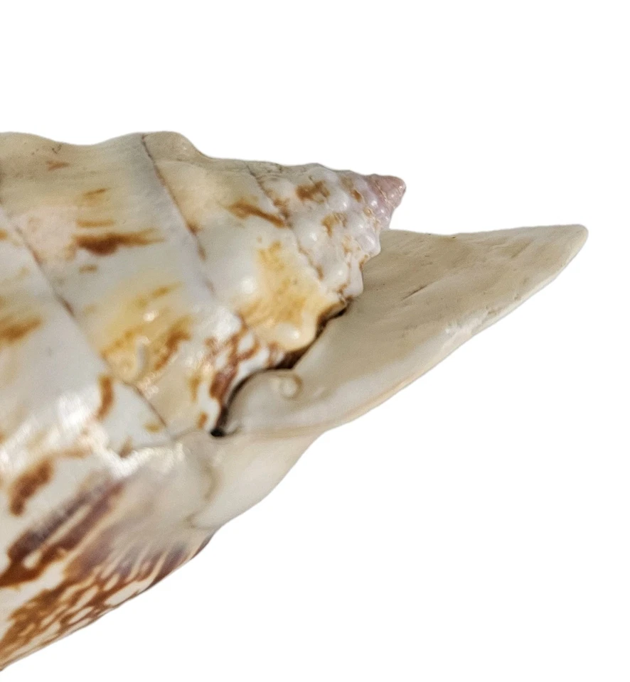 Large VTG Stombus Conch Shell 50's California Coast 7x4x2.5" Peach 1 lb. 4 oz. - Image 3 of 4