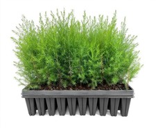 Southern Red Cedar Tree | 2 Inch | Juniperus virginiana