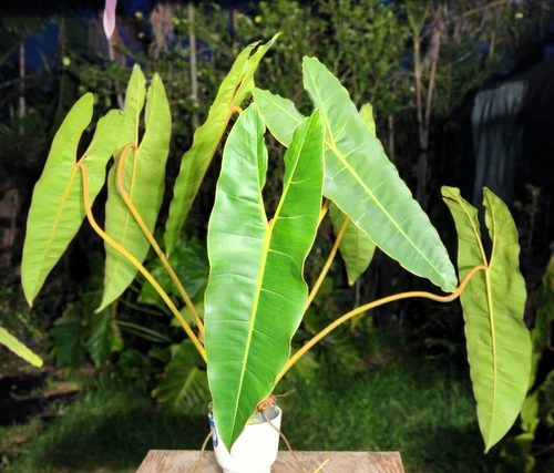 Philodendron Billietiae Plant grown in 6" Pot 29" Tall 38" Wide 23" Leaf LARGE