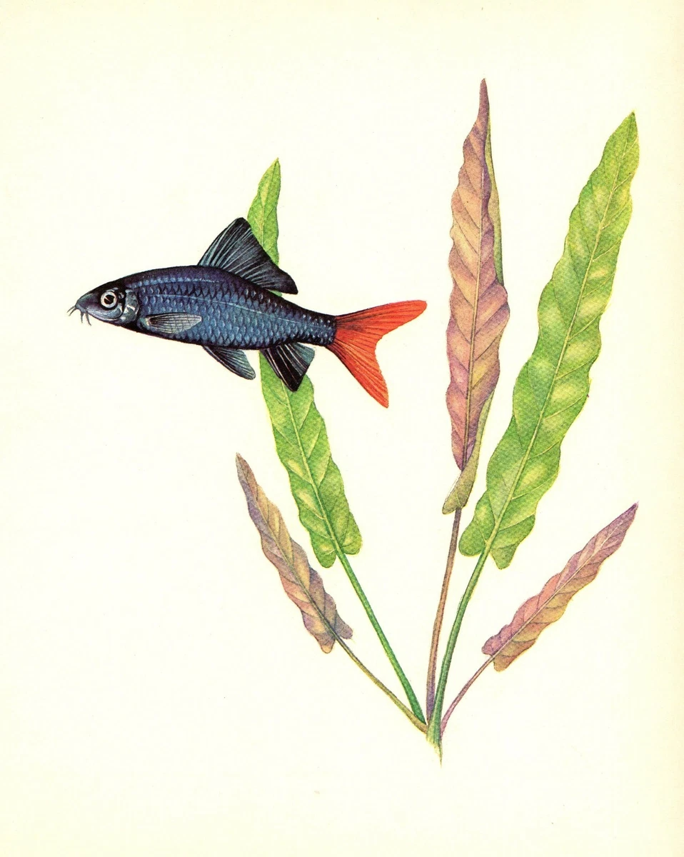 Black fin shark tropical fish 2025