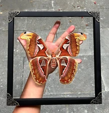 Entomology Decor Real Framed Atlas Moth Insect Taxidermy Art Collection