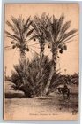 1943 APO 758 Military Postcard Palmiers Régimes de Dattes North Africa WW2
