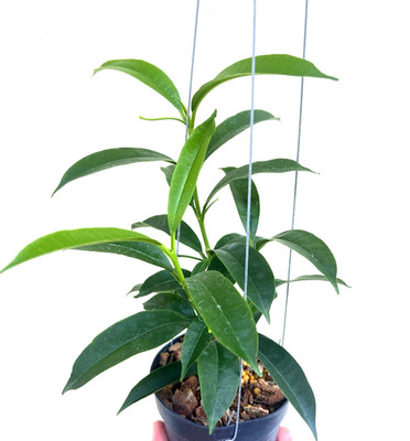 Hoya Irisiae 10-15 inches well rooted.