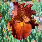 Tall Bearded Iris Rhizome "LOCO COCO"  Tom Burseen  2013  AWARD! — photo 4