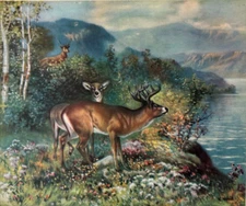 Vintage 10x12 K. Noble Woodland Deer Print, 1930s Nature Art