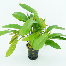 Sword Red Rubin Echinodorus Mother Pot Live Aquatic Plants Background Fresh Tank