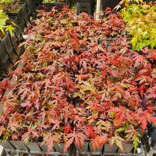 Japanese Maple (Acer palmatum) red leaves - 10 - 20cm - Garden - Bonsai - Picture 7 of 8