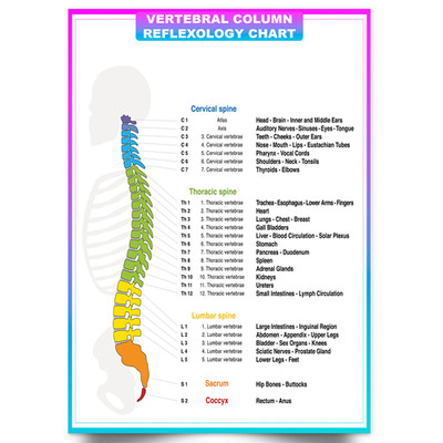 Wirbelsäule Anatomie Poster Wirbelsäule Reflexzonenmassage Poster Menschliche Anatomie Tabelle