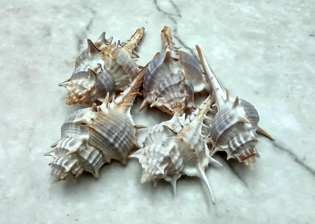Murex Ternispina Seashells Lot (5 Shells, 2+ Inches) Collectibles