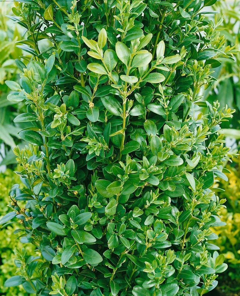 Buxus sempervirens 'Graham Blandy', Buchsbaum, säulenförmig, 100–125 cm - Bild 3 von 3